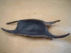 <img250*0:stuff/z/169023/Skate%2520Egg%2520Case/i1255995605_38.jpg>