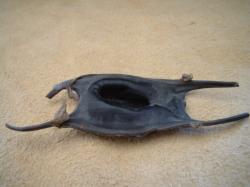 <img250*0:stuff/z/169023/Skate%2520Egg%2520Case/i1255995606_39.jpg>