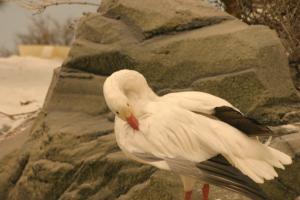 <img300*0:stuff/z/169023/Snow%2520Goose/i1281725142_1.jpg>