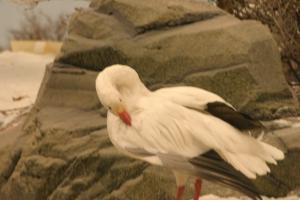 <img300*0:stuff/z/169023/Snow%2520Goose/i1281725142_2.jpg>