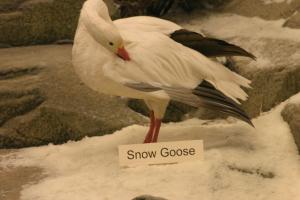 <img300*0:stuff/z/169023/Snow%2520Goose/i1281725142_3.jpg>