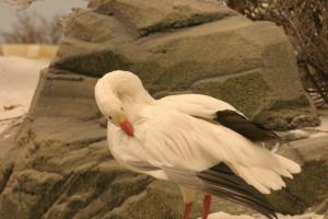 <img300*0:stuff/z/169023/Snow%2520Goose/i1281725142_4.jpg>