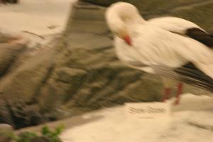 <img300*0:stuff/z/169023/Snow%2520Goose/i1281725142_5.jpg>
