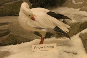 <img300*0:stuff/z/169023/Snow%2520Goose/i1281725143_6.jpg>