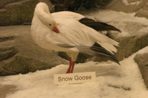 <img300*0:stuff/z/169023/Snow%2520Goose/i1281725143_7.jpg>
