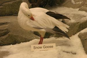 <img300*0:stuff/z/169023/Snow%2520Goose/i1281725143_8.jpg>