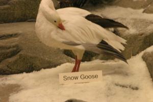 <img300*0:stuff/z/169023/Snow%2520Goose/i1281725143_9.jpg>
