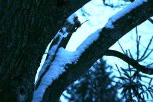 <img300*0:stuff/z/169023/Snowy%2520NY%2520Trees/i1307552822_1.jpg>