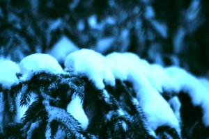 <img300*0:stuff/z/169023/Snowy%2520NY%2520Trees/i1307552822_2.jpg>