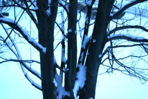 <img300*0:stuff/z/169023/Snowy%2520NY%2520Trees/i1307552822_3.jpg>