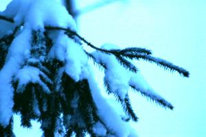 <img300*0:stuff/z/169023/Snowy%2520NY%2520Trees/i1307552822_4.jpg>
