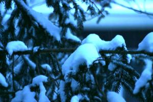 <img300*0:stuff/z/169023/Snowy%2520NY%2520Trees/i1307552822_5.jpg>