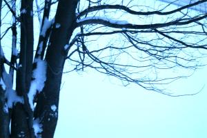 <img300*0:stuff/z/169023/Snowy%2520NY%2520Trees/i1307552822_6.jpg>