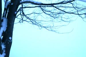 <img300*0:stuff/z/169023/Snowy%2520NY%2520Trees/i1307552822_8.jpg>