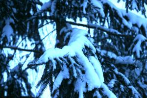 <img300*0:stuff/z/169023/Snowy%2520NY%2520Trees/i1307552822_9.jpg>