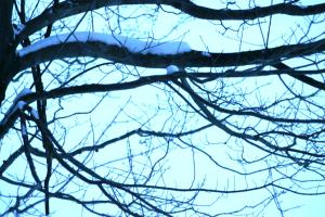 <img300*0:stuff/z/169023/Snowy%2520NY%2520Trees/i1307552823_10.jpg>