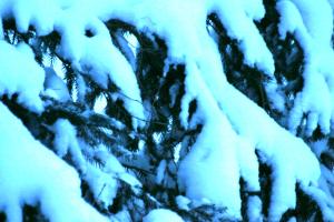 <img300*0:stuff/z/169023/Snowy%2520NY%2520Trees/i1307552823_11.jpg>