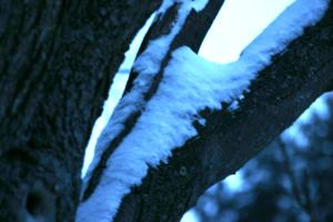 <img300*0:stuff/z/169023/Snowy%2520NY%2520Trees/i1307552823_12.jpg>