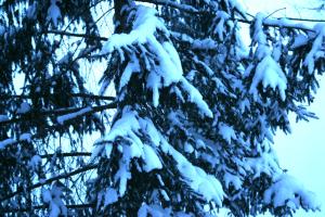 <img300*0:stuff/z/169023/Snowy%2520NY%2520Trees/i1307552823_13.jpg>