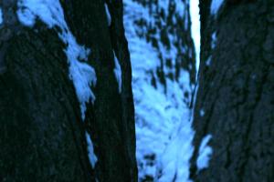 <img300*0:stuff/z/169023/Snowy%2520NY%2520Trees/i1307552823_14.jpg>