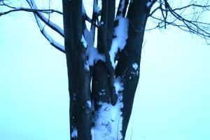 <img300*0:stuff/z/169023/Snowy%2520NY%2520Trees/i1307552823_15.jpg>
