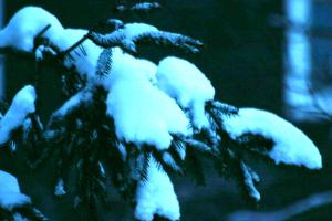 <img300*0:stuff/z/169023/Snowy%2520NY%2520Trees/i1307552823_16.jpg>