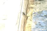 <img150*0:stuff/z/169023/Spider%2520Reference.1/i1278616091_1.jpg>