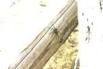 <img150*0:stuff/z/169023/Spider%2520Reference.1/i1278616092_10.jpg>