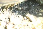 <img150*0:stuff/z/169023/Spider%2520Reference.1/i1278616092_11.jpg>