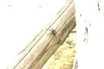 <img150*0:stuff/z/169023/Spider%2520Reference.1/i1278616092_12.jpg>