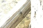 <img150*0:stuff/z/169023/Spider%2520Reference.1/i1278616092_13.jpg>