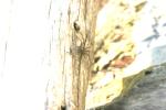 <img150*0:stuff/z/169023/Spider%2520Reference.1/i1278616092_14.jpg>