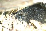 <img150*0:stuff/z/169023/Spider%2520Reference.1/i1278616092_15.jpg>