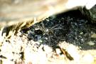 Spider Reference.1