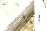 <img150*0:stuff/z/169023/Spider%2520Reference.1/i1278616092_3.jpg>