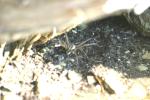 <img150*0:stuff/z/169023/Spider%2520Reference.1/i1278616092_4.jpg>