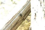 <img150*0:stuff/z/169023/Spider%2520Reference.1/i1278616092_5.jpg>