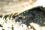 <img150*0:stuff/z/169023/Spider%2520Reference.1/i1278616092_6.jpg>