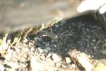 <img150*0:stuff/z/169023/Spider%2520Reference.1/i1278616092_7.jpg>