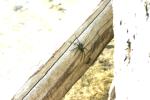 <img150*0:stuff/z/169023/Spider%2520Reference.1/i1278616092_8.jpg>