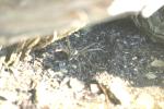 <img150*0:stuff/z/169023/Spider%2520Reference.1/i1278616092_9.jpg>