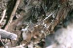 <img150*0:stuff/z/169023/Spider%2520Web%2520Reference/i1278616429_1.jpg>