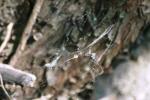 <img150*0:stuff/z/169023/Spider%2520Web%2520Reference/i1278616429_2.jpg>