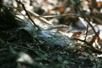 <img150*0:stuff/z/169023/Spider%2520Web%2520Reference/i1278616429_3.jpg>