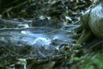<img150*0:stuff/z/169023/Spider%2520Web%2520Reference/i1278616429_4.jpg>