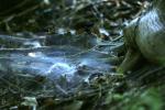 <img150*0:stuff/z/169023/Spider%2520Web%2520Reference/i1278616430_10.jpg>