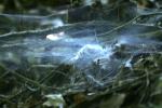 <img150*0:stuff/z/169023/Spider%2520Web%2520Reference/i1278616430_11.jpg>