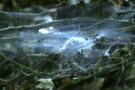 Spider Web Reference
