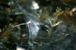 <img150*0:stuff/z/169023/Spider%2520Web%2520Reference/i1278616430_12.jpg>