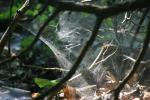 <img150*0:stuff/z/169023/Spider%2520Web%2520Reference/i1278616430_13.jpg>